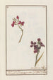 Giroflée Erysimum cheiri - Jan Anton Garemyn — vista de la obra