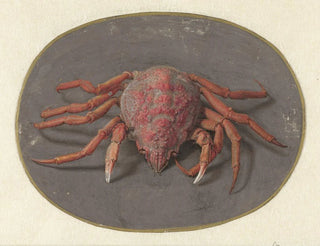 Cangrejo - Jan Augustin van der Goes — vista de la obra