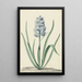 La jacinthe bleue Franciscus Primus - Jan Augustini — cuadro enmarcado en la pared