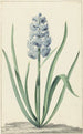 La jacinthe bleue Franciscus Primus - Jan Augustini — vista de la obra