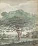Tree in Ceylon - Jan Brandes — artwork view
