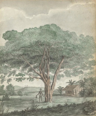 Jan Brandes - Boom op Ceylon.webp