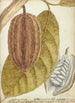 Cacao - Jan Brandes — artwork view