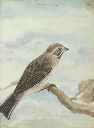 Jan Brandes - Hollandse vogel.webp