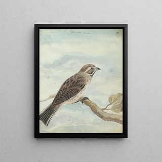 Jan Brandes - Hollandse vogel.webp
