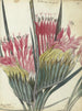 Flower of the Cape - Jan Brandes — artwork view