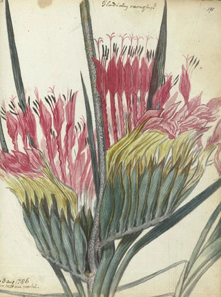 Jan Brandes - Kaapse bloem.webp