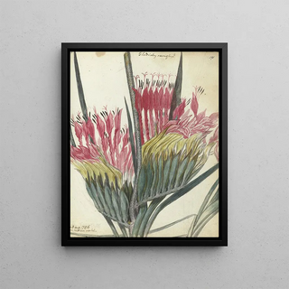 Jan Brandes - Kaapse bloem.webp