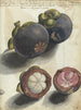 Mangoustan Painting - Jan Brandes — artwork view