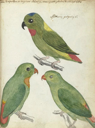 Jan Brandes - Oostindische parkieten.webp