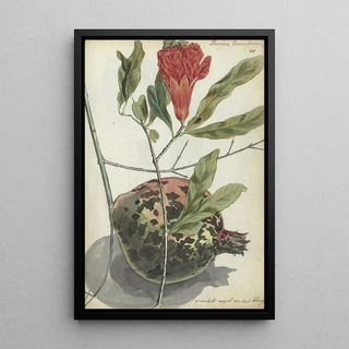 Jan Brandes - Pomegranate.webp