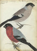 Finches - Jan Brandes — artwork view