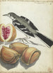 Bergeronnette avec fruits - Jan Brandes — artwork view