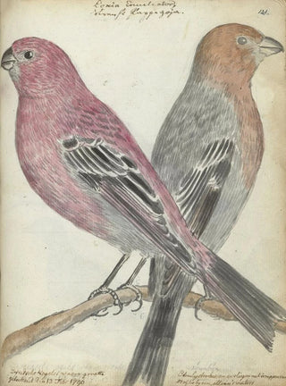 Jan Brandes - Zweedse vogels.webp