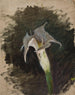 Flor - Jan Cybis — vista de la obra