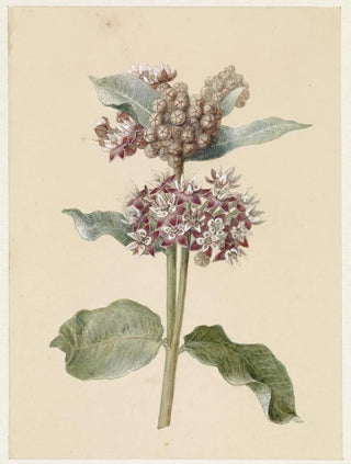 Jan Jacob Goteling Vinnis - Bloeiende Asclepias species.webp