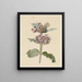 Asclepias species with flowers - Jan Jacob Goteling Vinnis — framed artwork on a wall