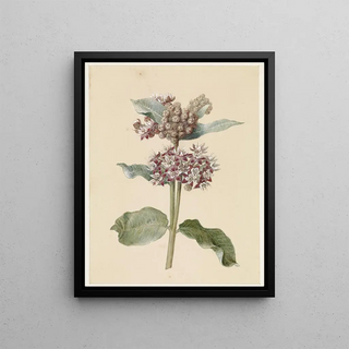 Jan Jacob Goteling Vinnis - Bloeiende Asclepias species.webp