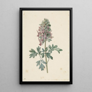 Jan Jacob Goteling Vinnis - Bloeiende Corydalis bulbosa.webp