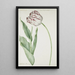 Tulipe Gran Roy de Francia - Jan Laurensz van der Vinne — cuadro enmarcado en la pared