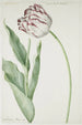 Tulipe Gran Roy de Francia - Jan Laurensz van der Vinne — vista de la obra