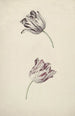 Two Red and White Tulips - Jan Laurensz van der Vinne — artwork view