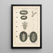 The Book of Nature or L'histoire des insectes Pl01 - Jan Swammerdam — framed artwork on a wall