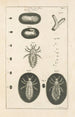 The Book of Nature or L'histoire des insectes Pl01 - Jan Swammerdam — artwork view