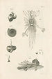 El libro de la naturaleza o La historia de los insectos Pl06 - Jan Swammerdam — vista de la obra