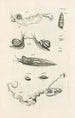 The Book of Nature or L'histoire des insectes Pl08 - Jan Swammerdam — artwork view