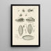 The Book of Nature or L'histoire des insectes Pl10 - Jan Swammerdam — framed artwork on a wall