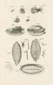 The Book of Nature or L'histoire des insectes Pl10 - Jan Swammerdam — artwork view