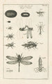 The Book of Nature or L'histoire des insectes Pl12 - Jan Swammerdam — artwork view