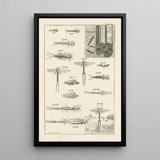 Jan Swammerdam - The book of nature or The history of insects Pl13.webp