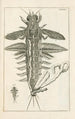 The Book of Nature or L'histoire des insectes Pl14 - Jan Swammerdam — artwork view