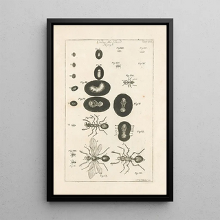 Jan Swammerdam - The book of nature or The history of insects Pl16.webp