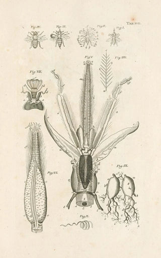 Jan Swammerdam - The book of nature or The history of insects Pl17.webp