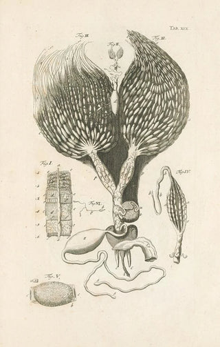 Jan Swammerdam - The book of nature or The history of insects Pl19.webp