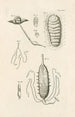 El libro de la naturaleza o La historia de los insectos Pl24 - Jan Swammerdam — vista de la obra