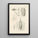 El libro de la naturaleza o La historia de los insectos Pl24 - Jan Swammerdam — cuadro enmarcado en la pared