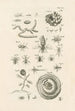 El libro de la naturaleza o L'histoire des insectes Pl26 - Jan Swammerdam — vista de la obra