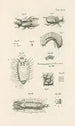 El libro de la naturaleza o La historia de los insectos Pl27 - Jan Swammerdam — vista de la obra