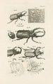 The Book of Nature or L'histoire des insectes Pl30 - Jan Swammerdam — artwork view
