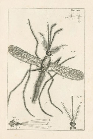 Jan Swammerdam - The book of nature or The history of insects Pl32.webp