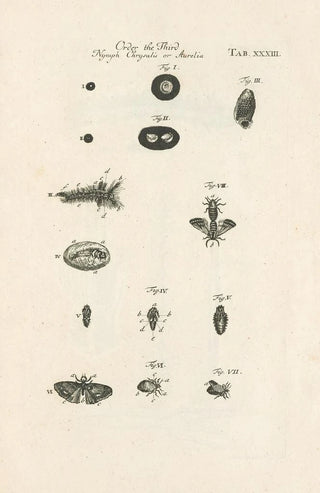 Jan Swammerdam - The book of nature or The history of insects Pl33.webp