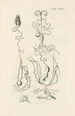 The Book of Nature or L'histoire des insectes Pl36 - Jan Swammerdam — artwork view