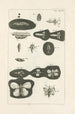 The Book of Nature or L'histoire des insectes Pl37 - Jan Swammerdam — artwork view