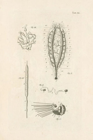 Jan Swammerdam - The book of nature or The history of insects Pl40.webp