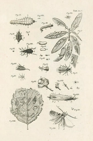 Jan Swammerdam - The book of nature or The history of insects Pl44.webp