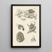 The Book of Nature or L'histoire des insectes Pl47 - Jan Swammerdam — framed artwork on a wall